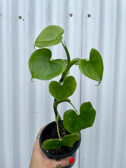 Philodendron Grazielae - 4” pot