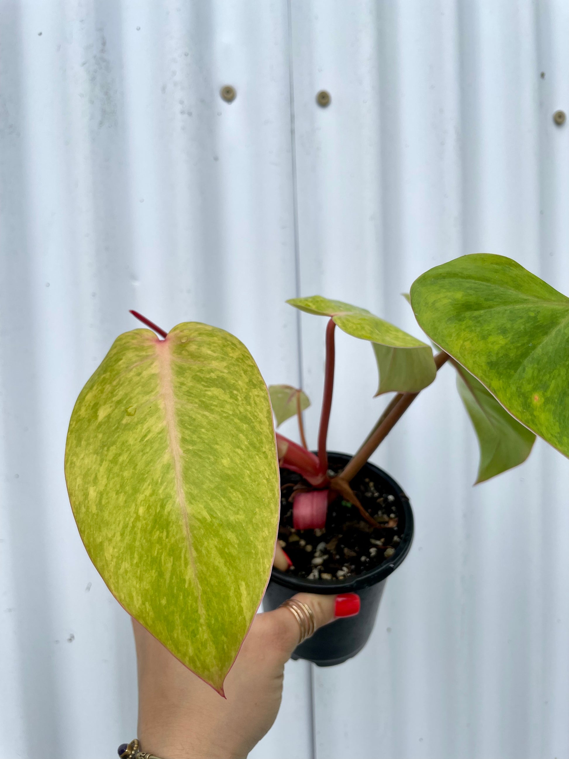 buy philodendron painted lady Philodendron 'Painted Lady'