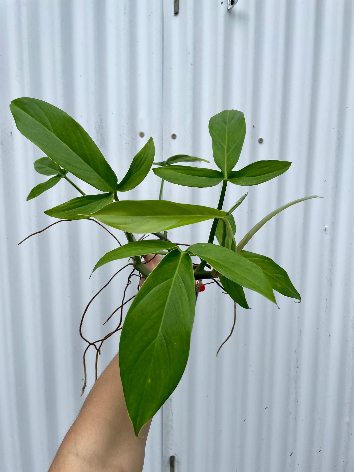 Philodendron Tripartitum - 4” pot
