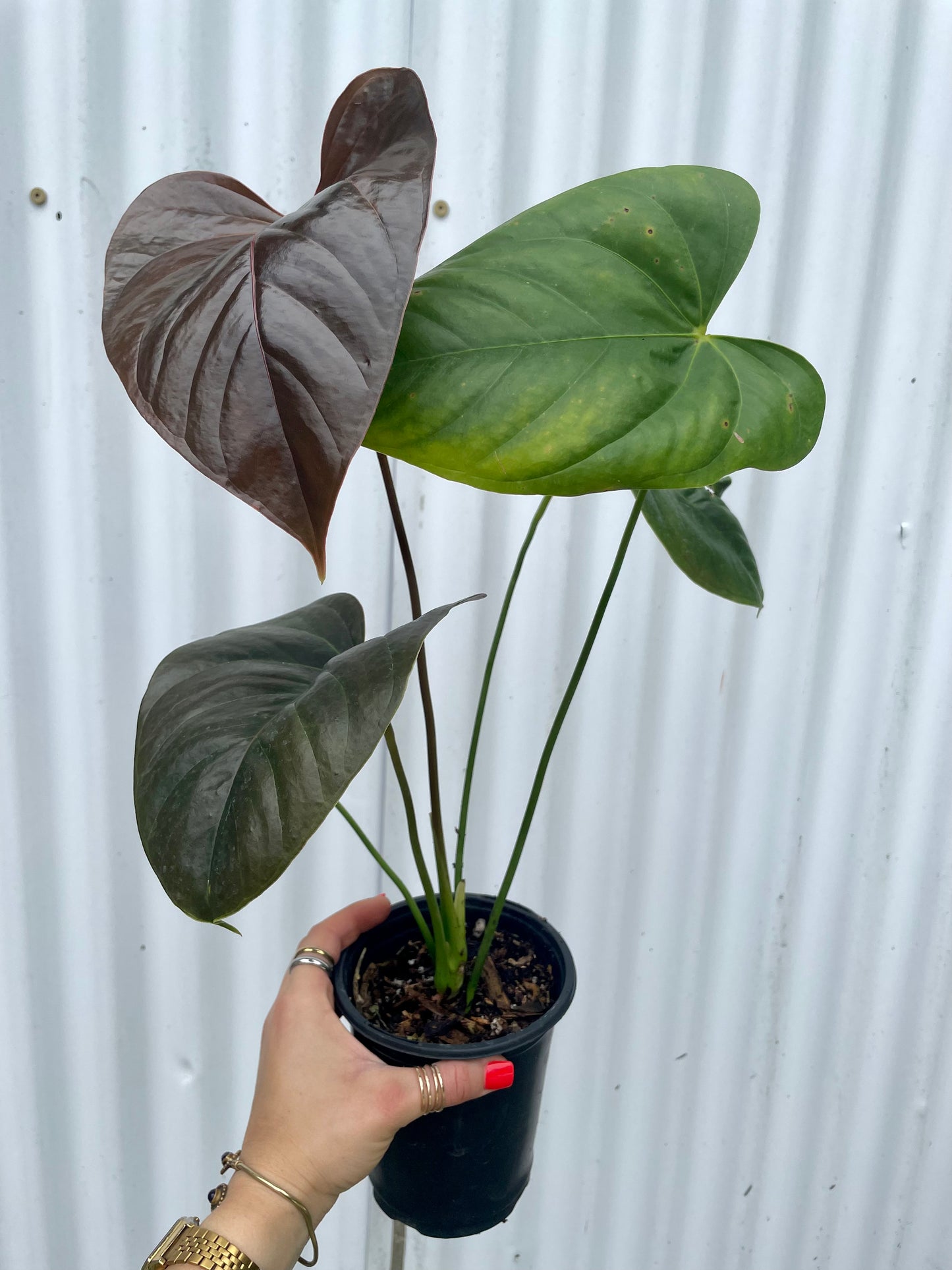 Anthurium ‘Red Leaf’ - 5” pot