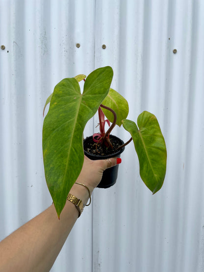 Philodendron ‘Painted Lady’ - 4” pot