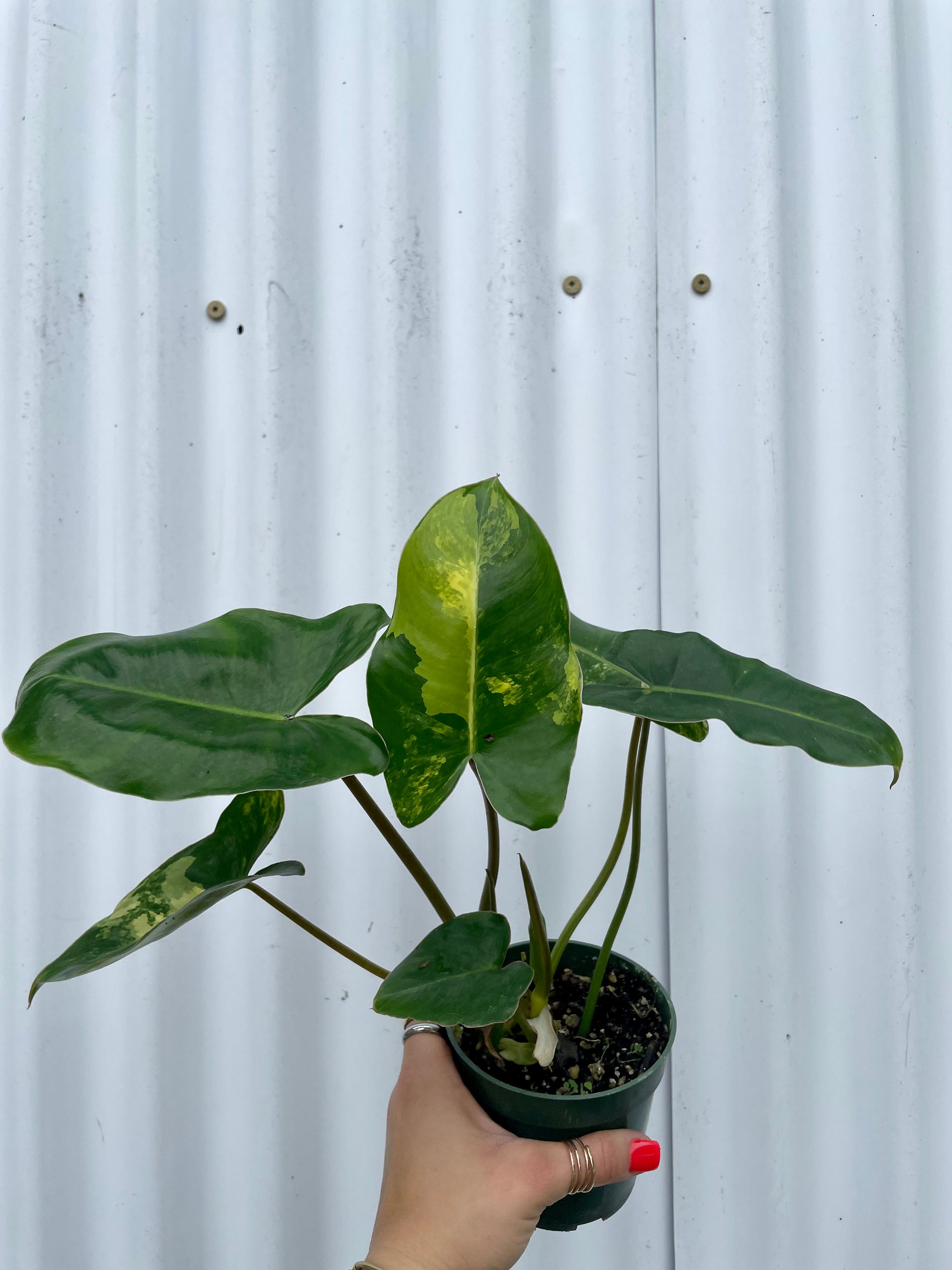 blue marx philodendron Philodendron 'Burle Marx' Variegated