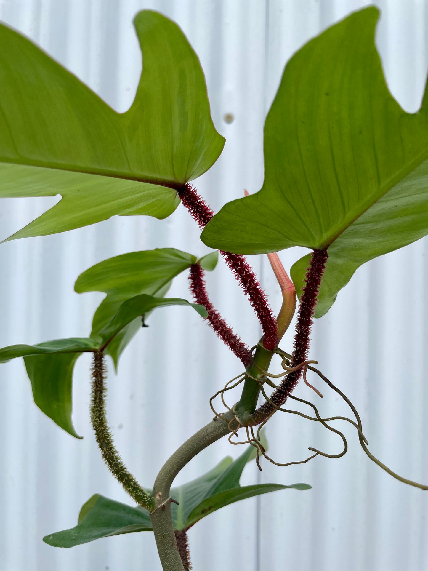 Philodendron Squamifernum - 4” pot