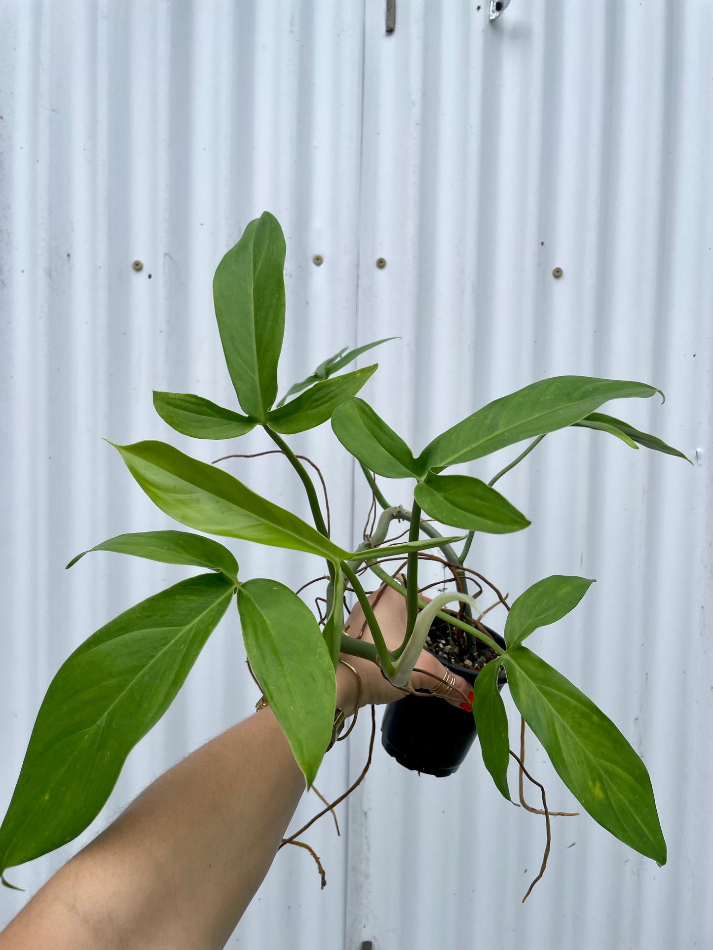 Philodendron Tripartitum - 4” pot