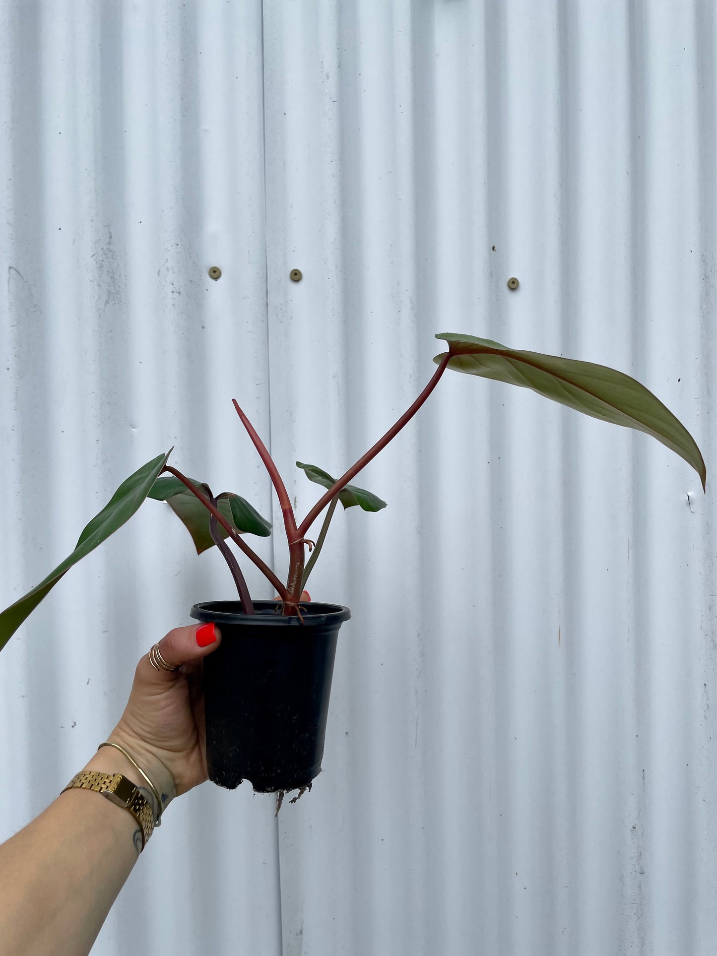 Philodendron ‘Red Emerald’ - 4” pot