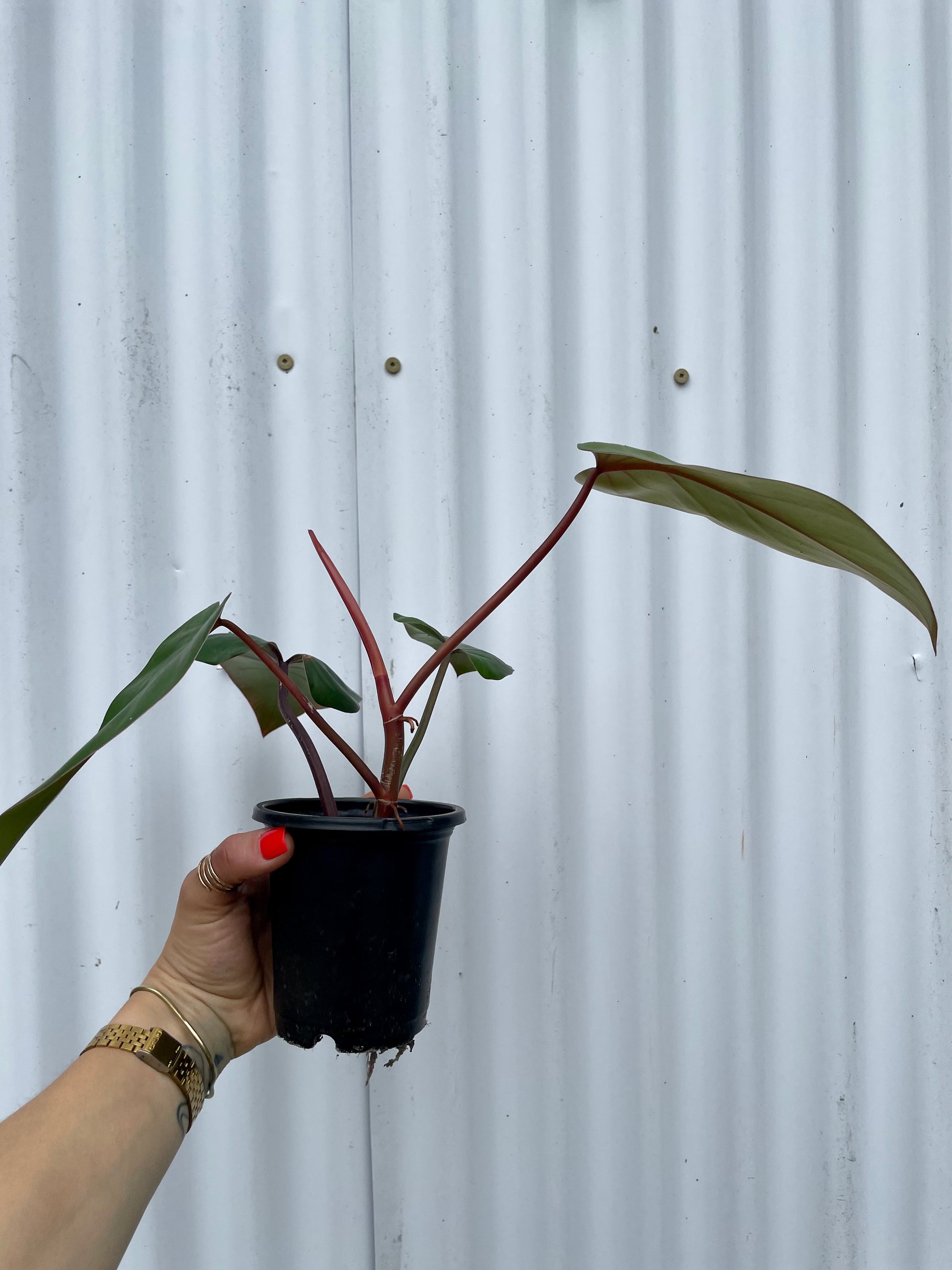 philodendron green emerald vs red emerald Philodendron 'Red Emerald'