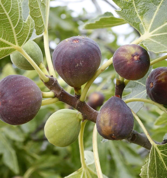Fig 'Violette de Bordeaux' - 4" or 5" pot, live, potted plant