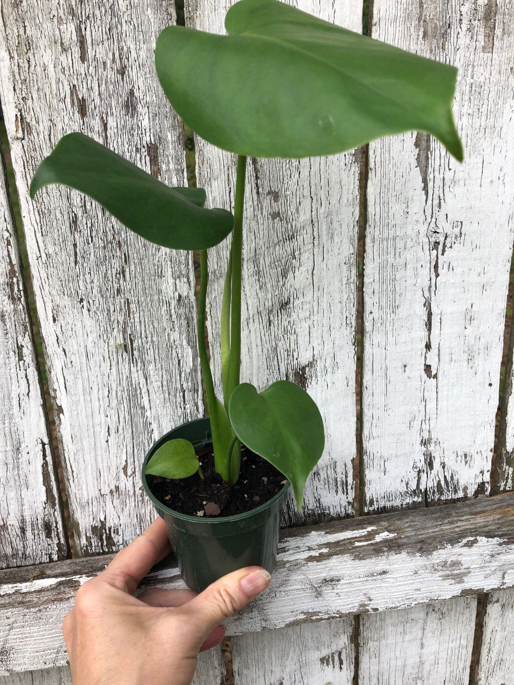 large monstera pot Monstera Deliciosa