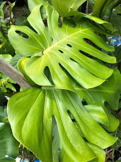 monstera plant sale Monstera Deliciosa