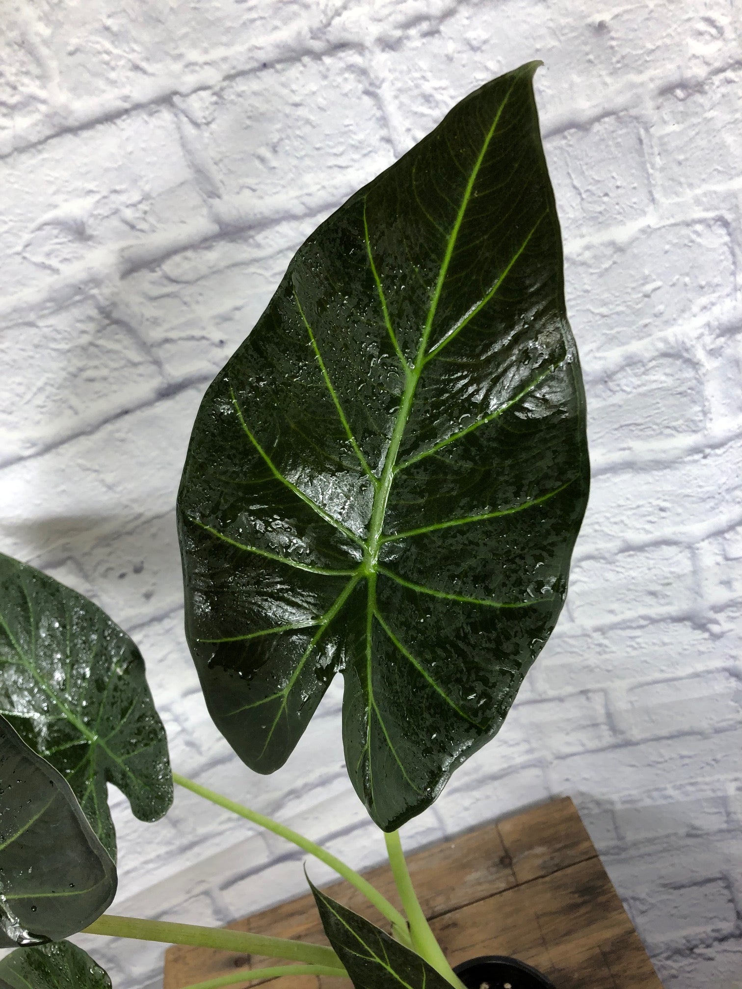 Alocasia 'Regal Shield' - 4