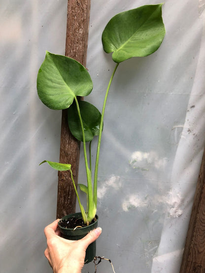 monstera deliciosa 3 gal Monstera Deliciosa