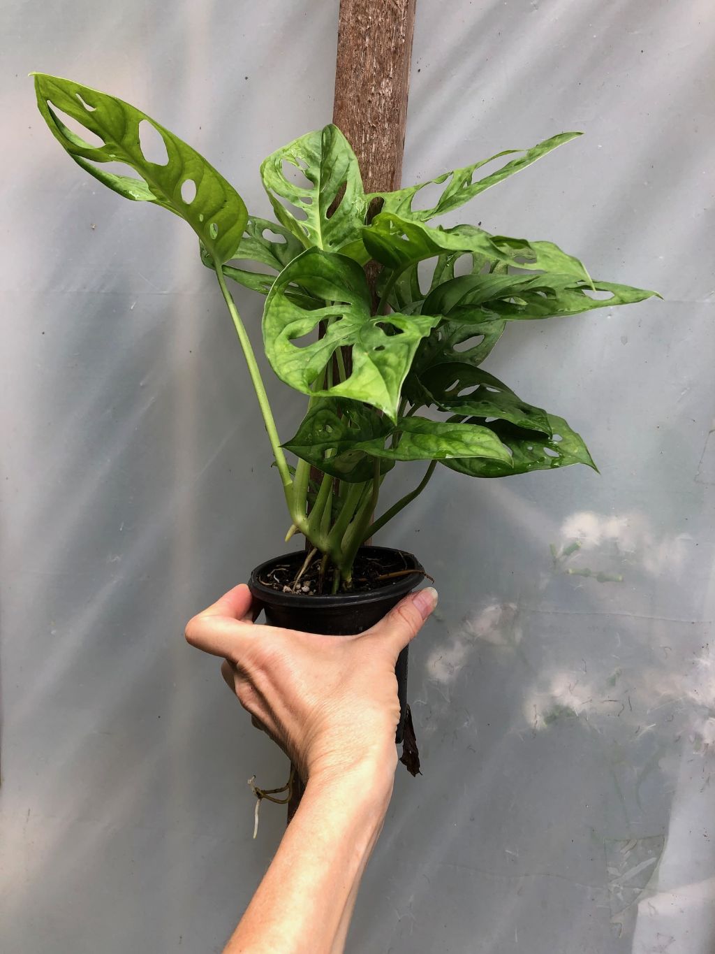pot for monstera adansonii Monstera Adansonii