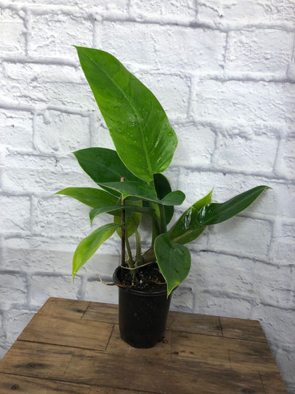 Philodendron 'Imperial Green' - 4" pot