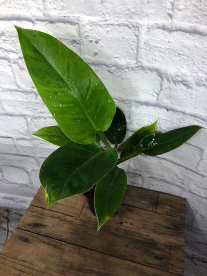 philodendron imperial green price Philodendron 'Imperial Green'
