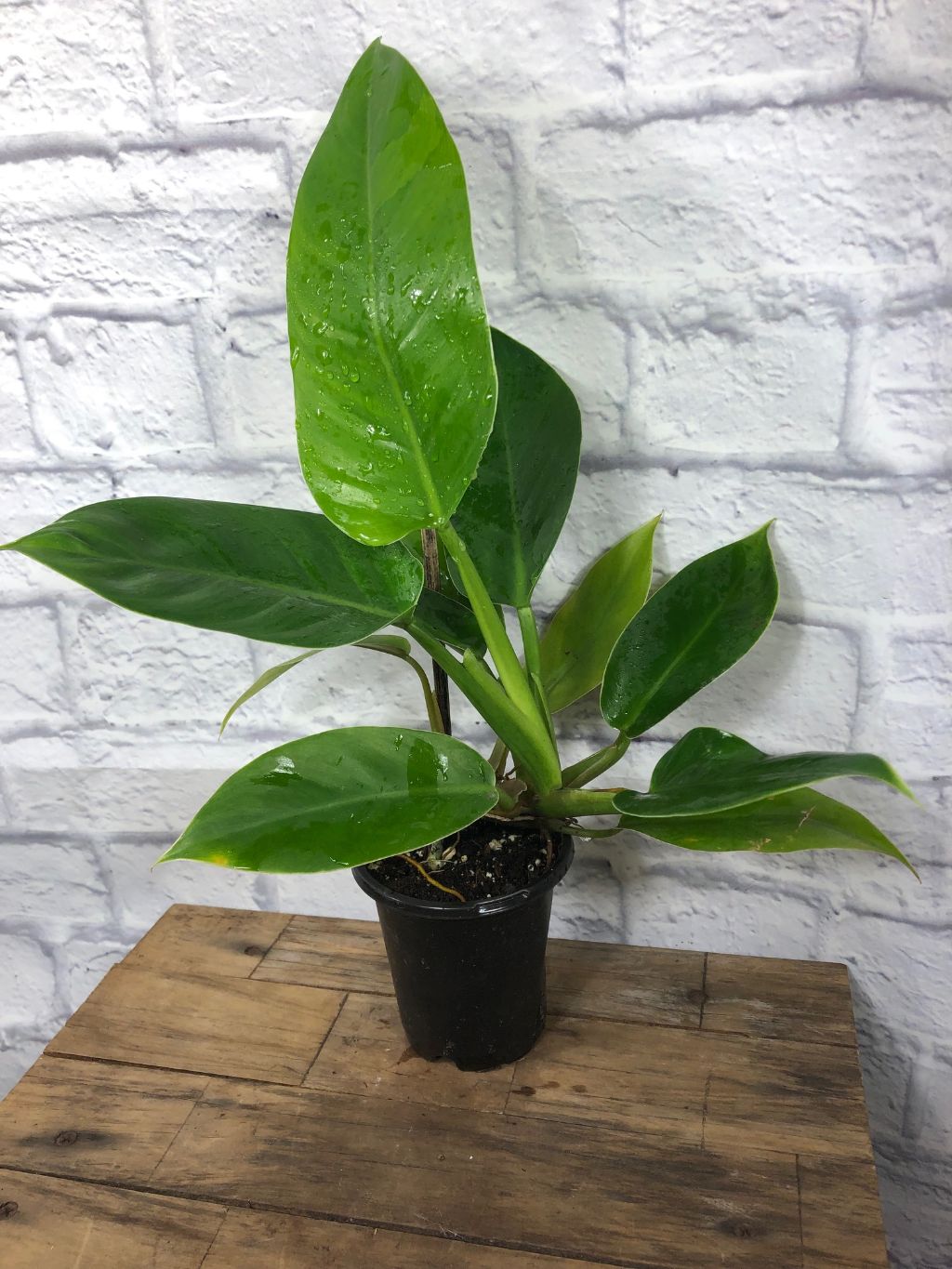 philodendron green imperial Philodendron 'Imperial Green'