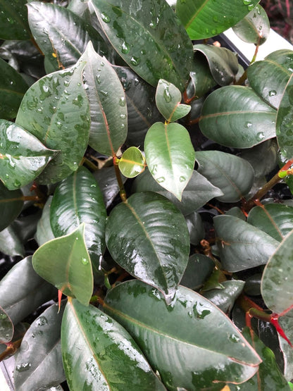 Ficus Elastica 'Burgundy' Rubber plant - 4" pot