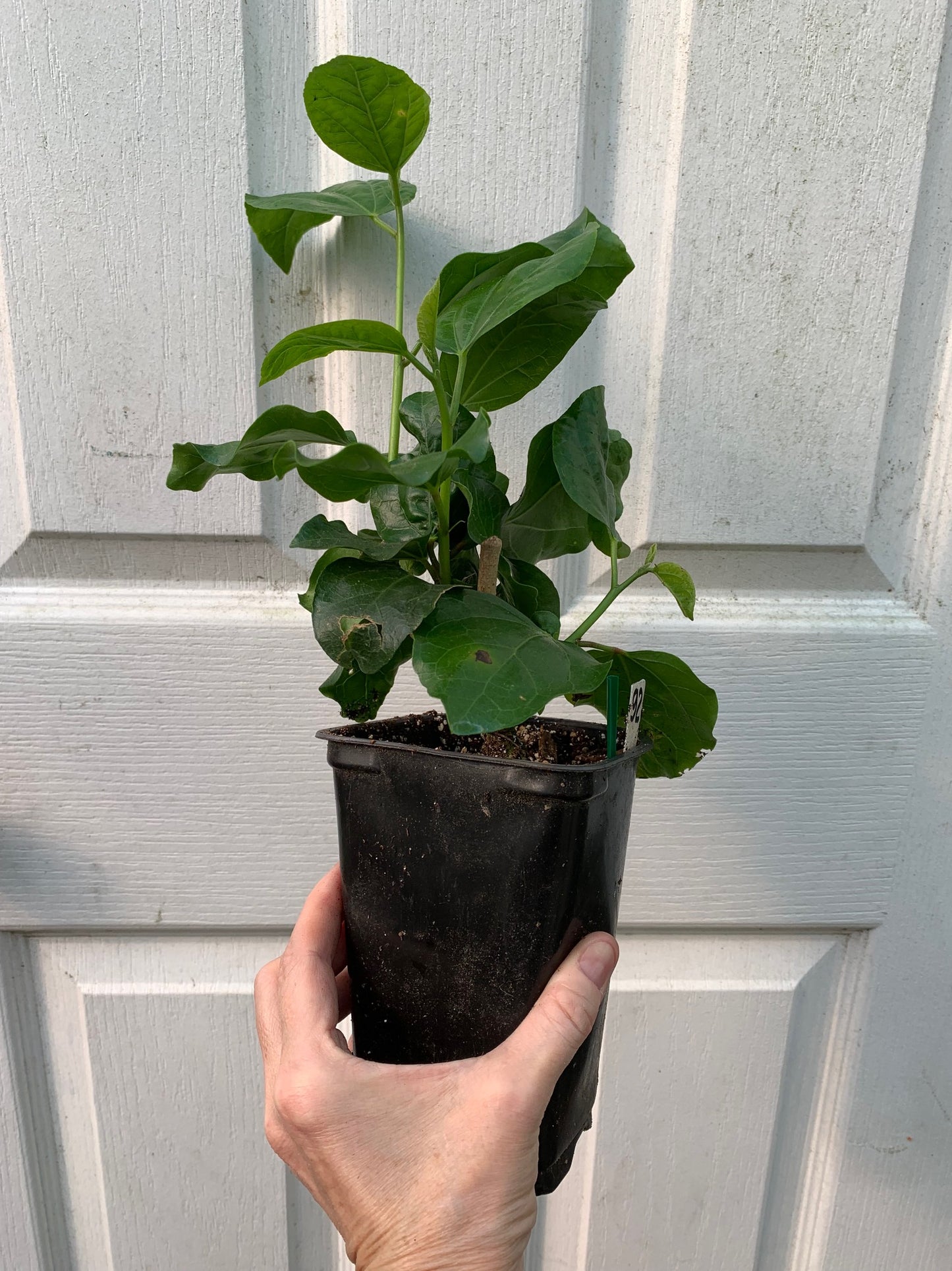 Tropical Hibiscus 'Blue Jean Baby' - 5" pot