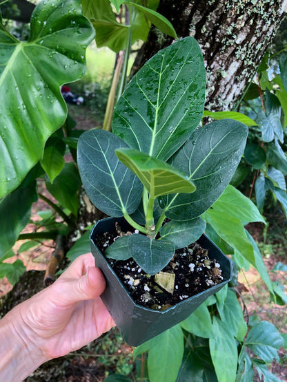 Ficus Elastica Audrey - 4" pot
