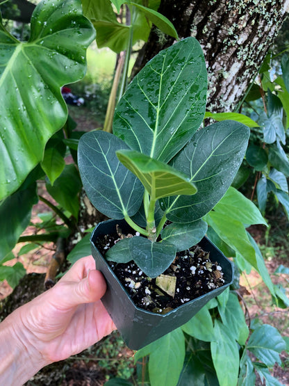 ficus elastica audrey Ficus Elastica Audrey