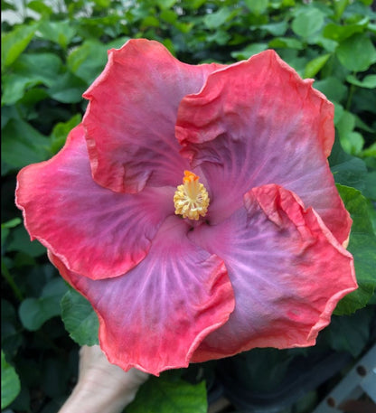 Tropical Hibiscus 'Creole Lady' - 6" pot