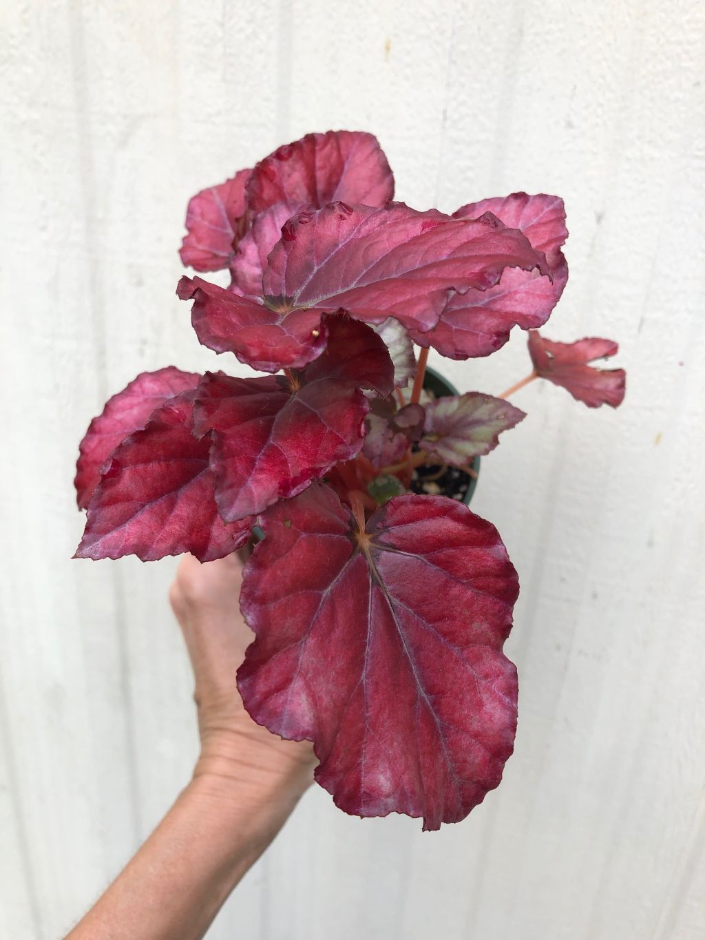 Begonia Rex 'Red Tango' - 3" pot