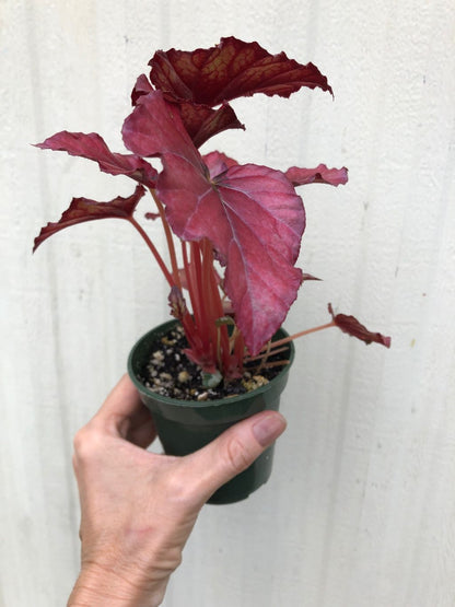 Begonia Rex 'Red Tango' - 3" pot