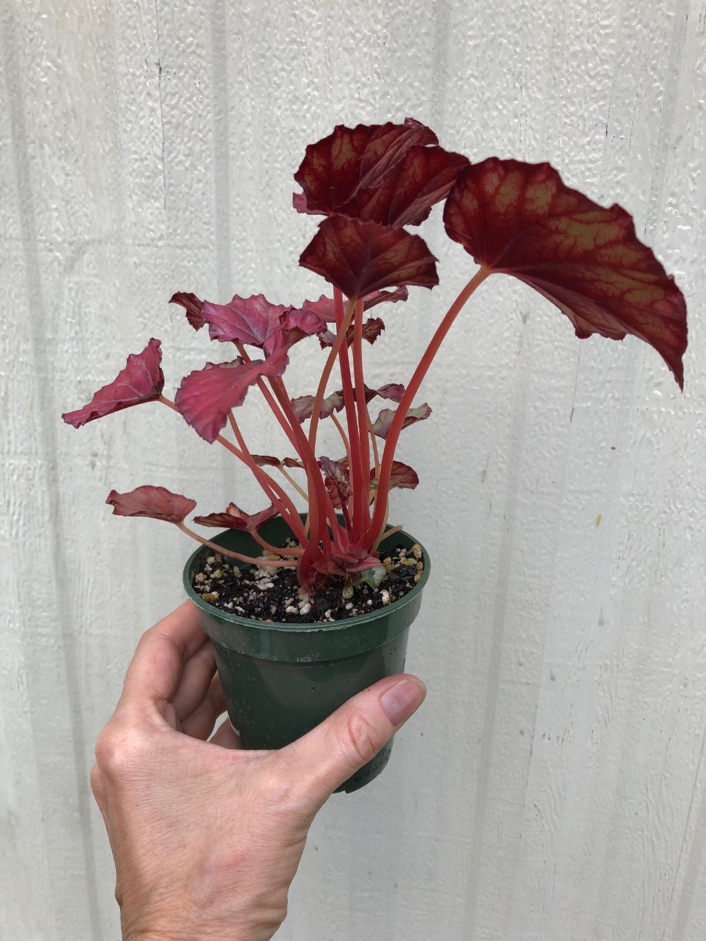 Begonia Rex 'Red Tango' - 3" pot