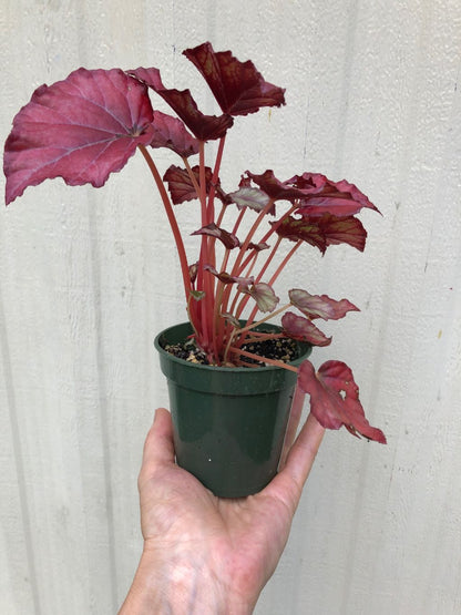 Begonia Rex 'Red Tango' - 3" pot