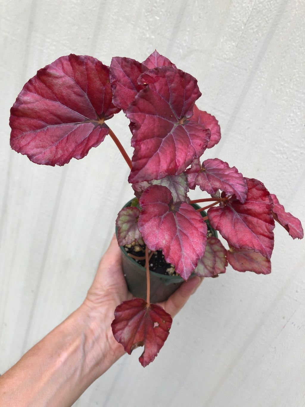 Begonia Rex 'Red Tango' - 3" pot