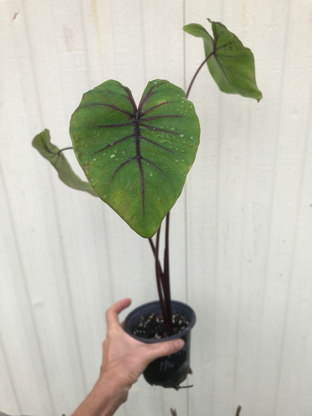 Live colocasia pharaoh's mask plant for sale