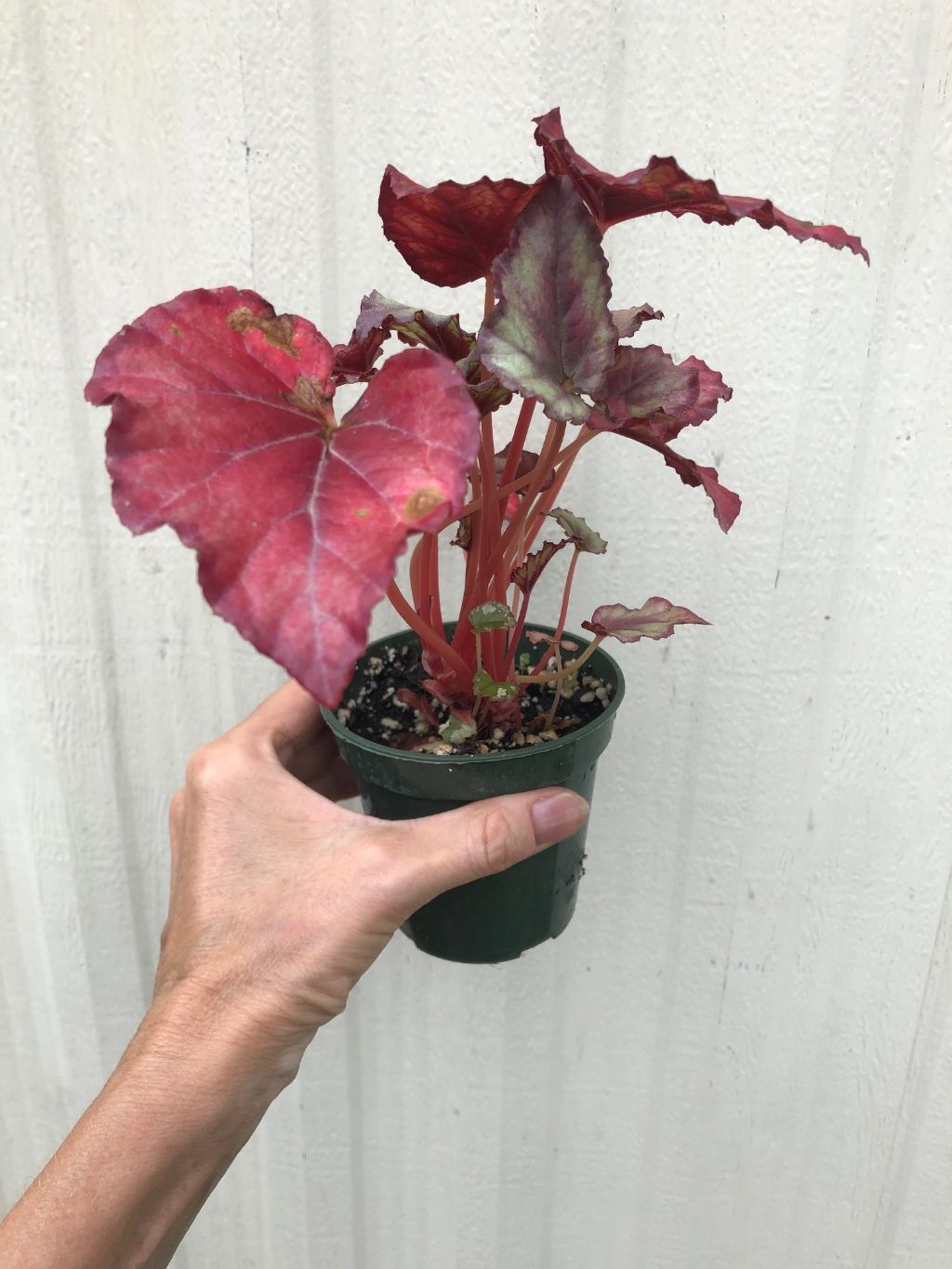 Begonia Rex 'Red Tango' - 3" pot