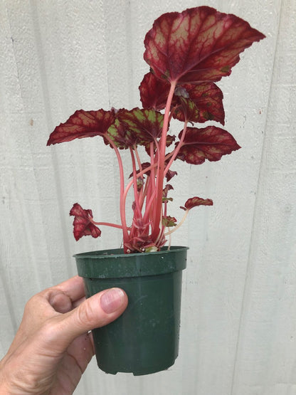 Begonia Rex 'Red Tango' - 3" pot