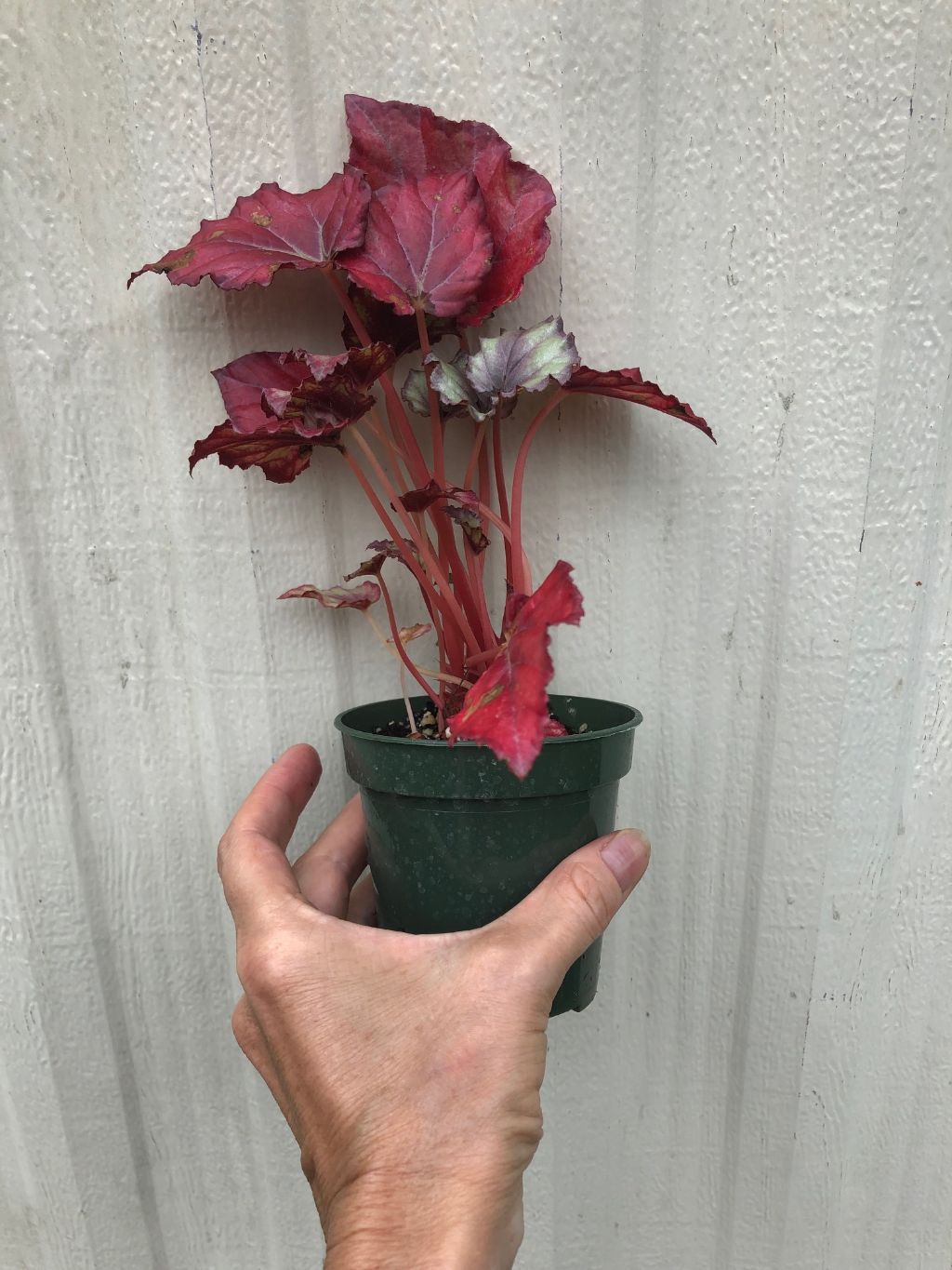 Begonia Rex 'Red Tango' - 3" pot