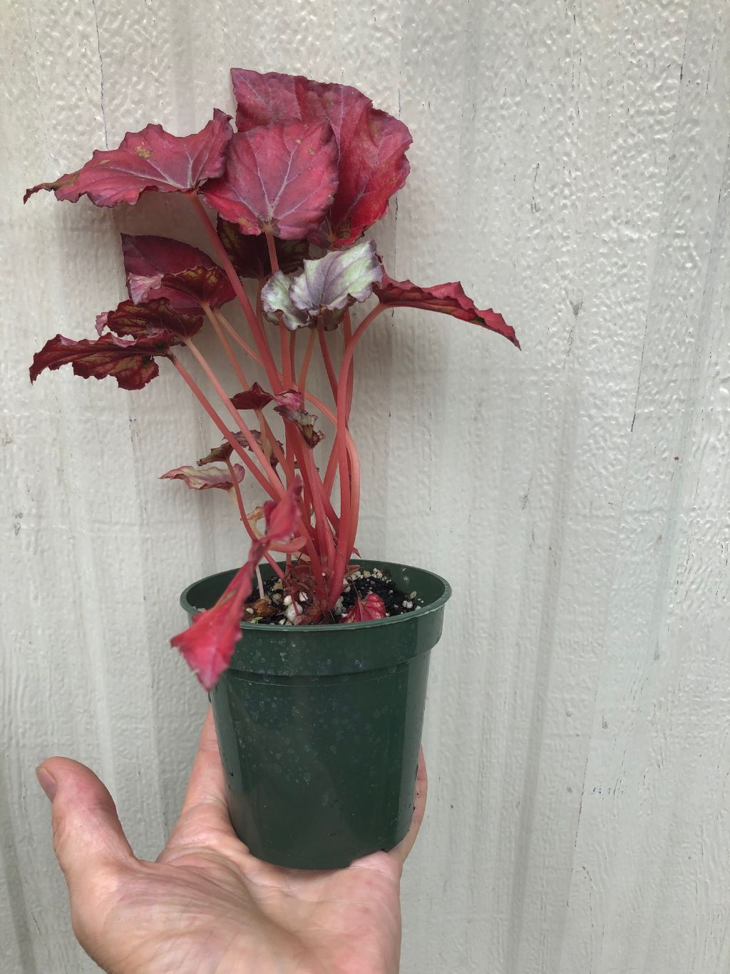 Begonia Rex 'Red Tango' - 3" pot