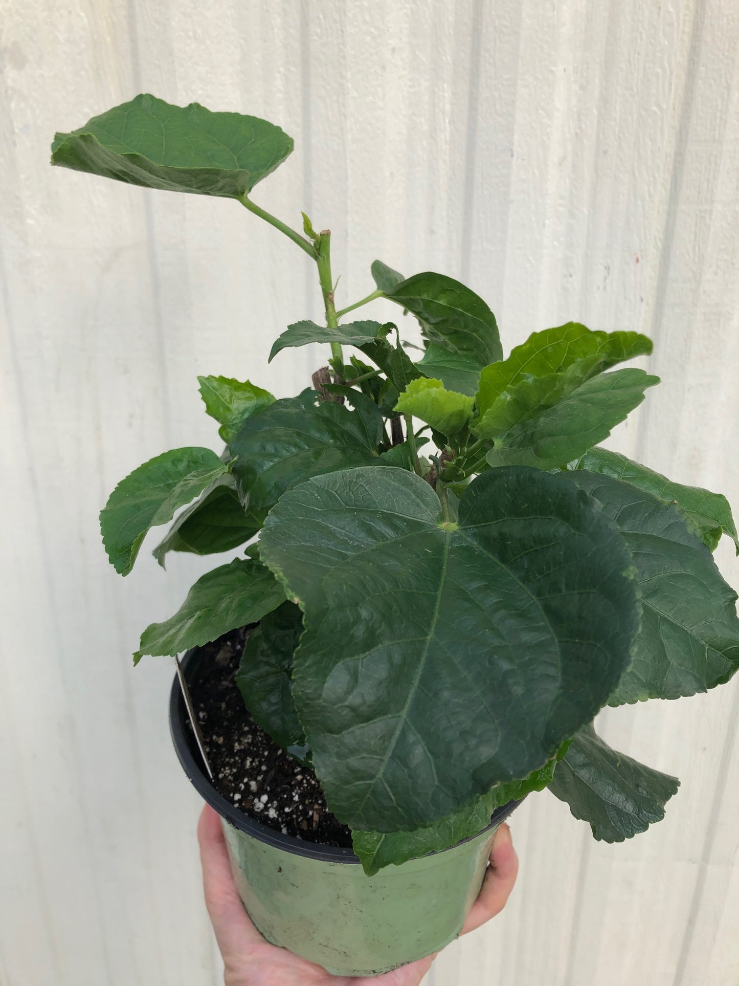 Tropical Hibiscus 'Simple Pleasure' - 6" pot