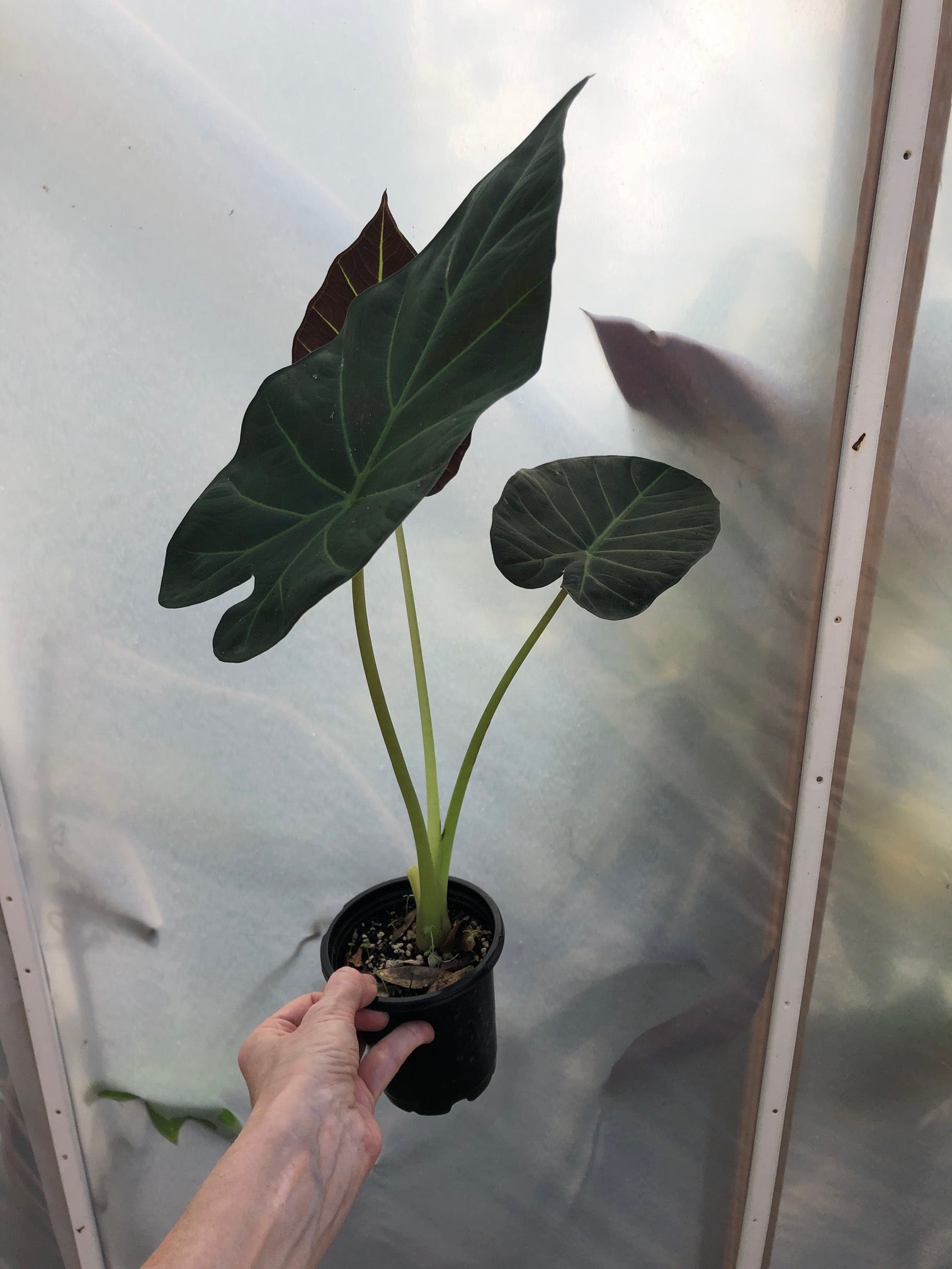 Alocasia 'Regal Shield' - 4