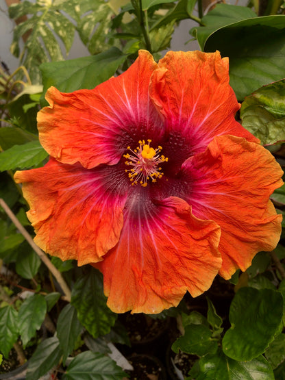 Tropical Hibiscus 'Big Easy' - 5" pot