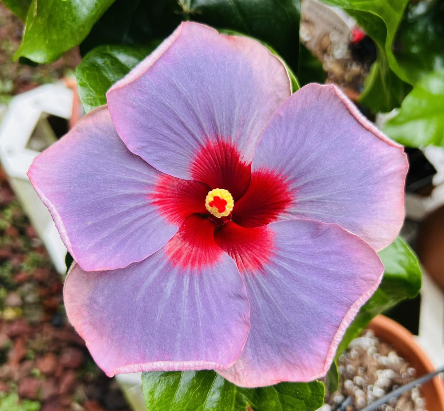 Tropical Hibiscus 'Blue Jean Baby' - 5" pot