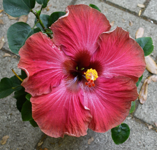 Tropical Hibiscus 'Cajun Maiden' - 4" pot
