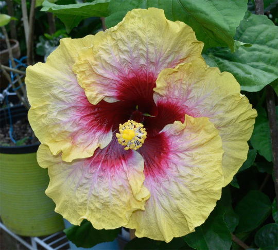 Tropical Hibiscus 'Simple Pleasure' - 6" pot