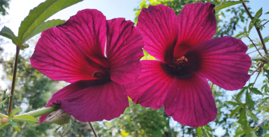 Brown Indian Hemp Hibiscus Plant - 4" pot