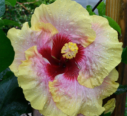 Tropical Hibiscus 'Simple Pleasure' - 6" pot