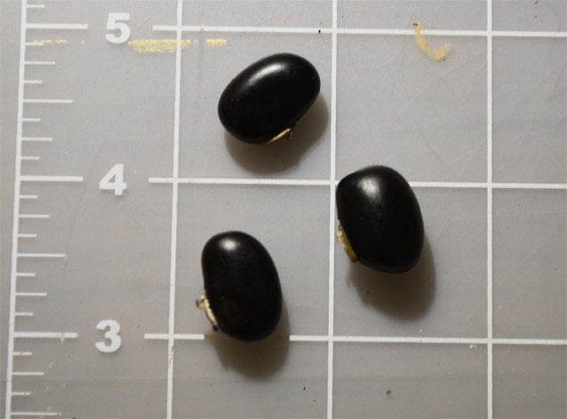 Black Mucuna Pruriens Organic Seeds - 15+ seeds