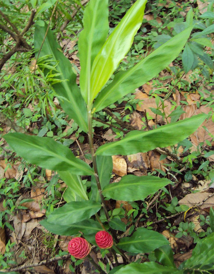 Ginger Root - ORGANIC - 2 ounces