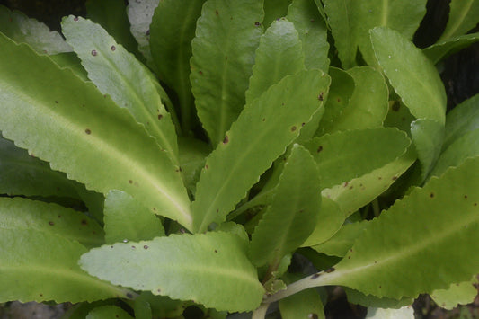kalanchoe suarezensis