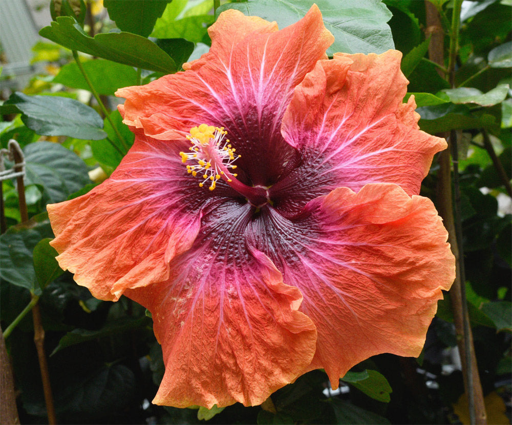 Tropical Hibiscus 'Big Easy' - 5" pot