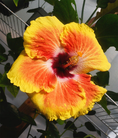 Tropical Hibiscus 'Acapulco Gold' - 4" pot