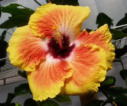 Tropical Hibiscus 'Acapulco Gold' - 4" pot