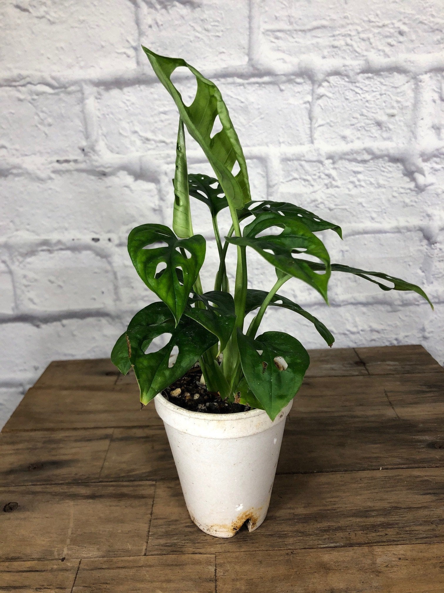 best pot for monstera adansonii Monstera Adansonii