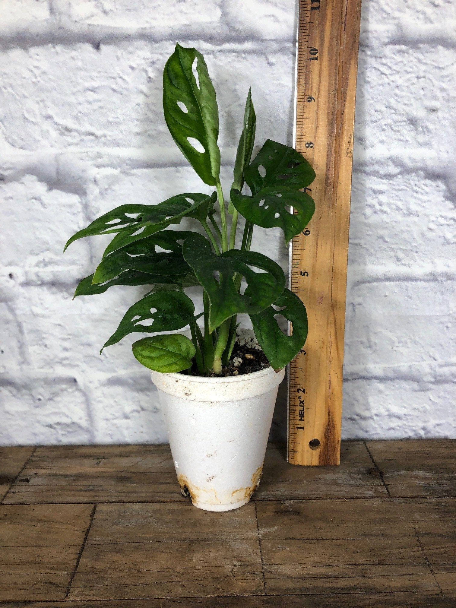 pot for monstera adansonii Monstera Adansonii
